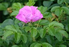 Heckenrose-Hagebutten-4.jpg